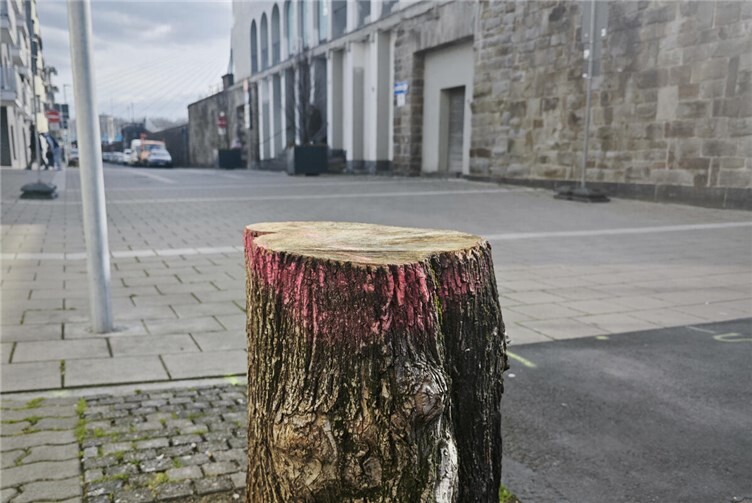 In der Deichstraße wurden 39 Kugelahor und Akazien gefällt.