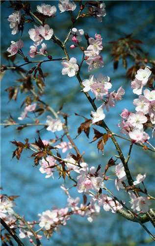In der Eichendorffstraße zeigen sich zudem seit diesem Jahr rosa Kirschblüten.