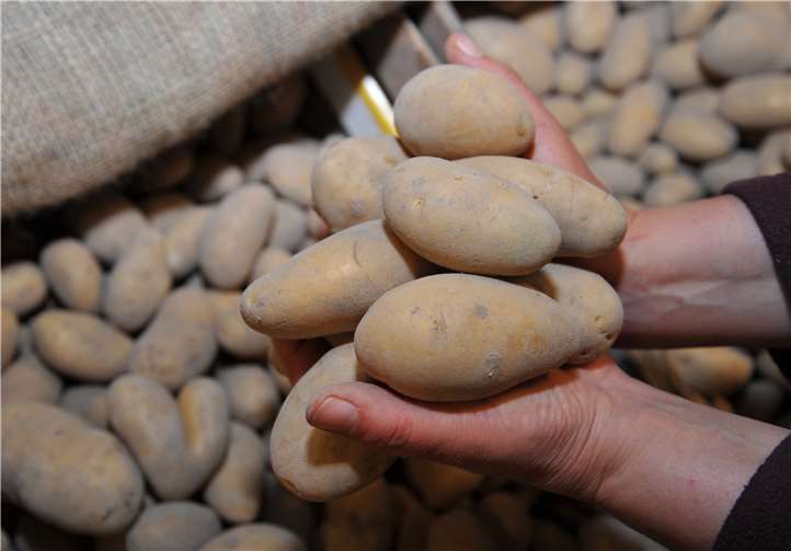 In der „Essbaren Stadt“ ist die große Kartoffelernte angesagt. Am 25. September kann jeder mitmachen und seine Ernte einfahren, die er natürlich kostenlos mit nach Hause nehmen darf. Foto: Stadt Andernach/Maurer