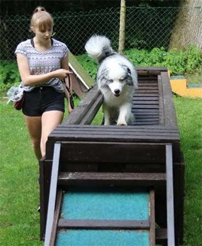 In der Hundeschule lernen Mensch und Tier als Team zu agieren. Foto: privat