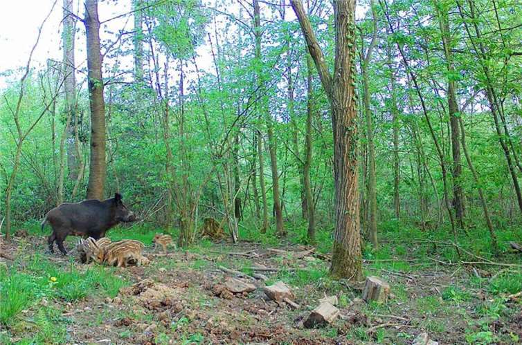 In der Nähe von Wildtieren kann es zu unvorhersehbaren Begegnungen kommen, die Verletzungen für Mensch und Tier zur Folge haben.. Foto: VGV Kaisersesch/Albert Jung