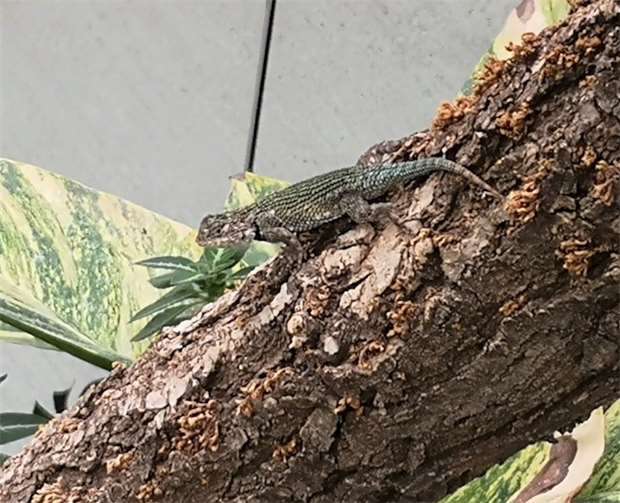 In der Prinz Maximilian zu Wied Halle sind im breiten Pflanzstreifen kürzlich Malachit-Stachelleguane eingezogen.Fotos: Zoo Neuwied