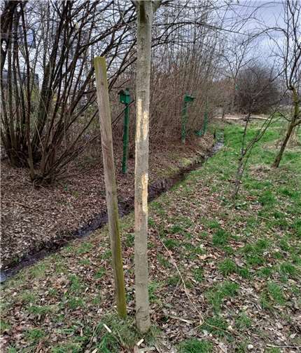 In der Rondo-Grünanlage wurden einige Bäume so stark beschädigt, dass sie wahrscheinlich gefällt werden müssen. Fotos: Gemeinde Wachtberg/ms