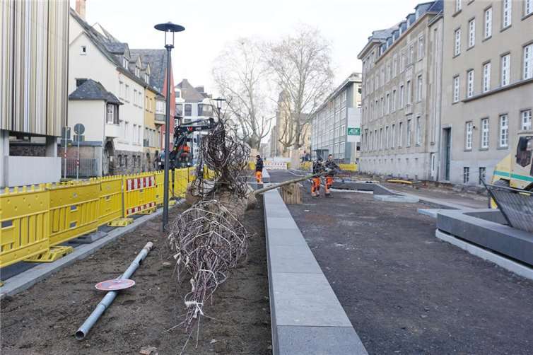 In der Südallee zwischen Rizza- und Roonstraße werden weitere Vogelkirschen auf der Westseite der Mittelachse gepflanzt. Foto: Stadt-Koblenz/Verena Groß
