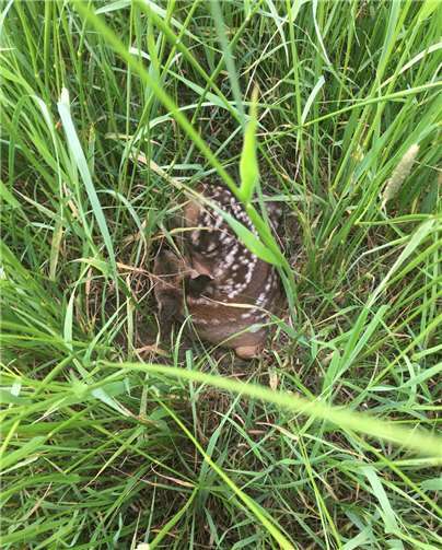 In der Wiese abgelegtes Kitz. Fotos: privat