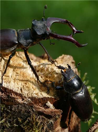 In der „Woche der Artenvielfalt“ findet am 8. Mai 2021 ein „Hirschkäferworkshop“ mit Dr. Markus Rink in Alf statt. Foto: Dr. Markus Rink