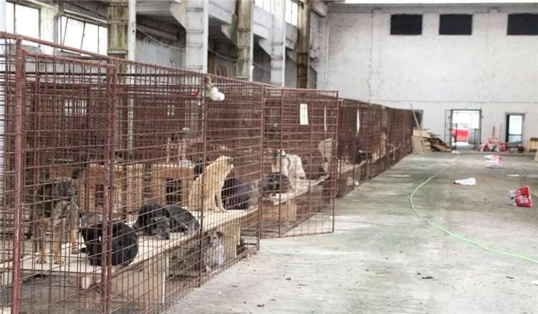 In der großen Halle sind viele der Fenster kaputt und die Tiere liegen dann oft auf den nassen Böden. Die gebauten Podeste helfen schon weiter, aber Saving Angels würde natürlich gern auch die Fenster reparieren.