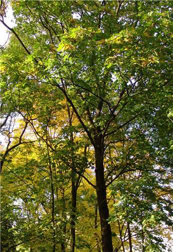 In der heilsamen Waldluft erfahren die Teilnehmer Interessantes über die therapeutischen Wirkungen der Bäume.Foto: privat