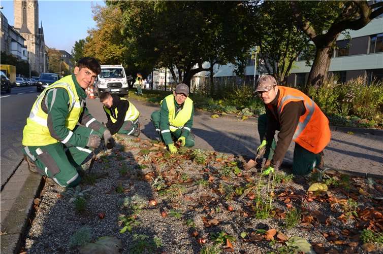 In die Staudenflächen auf dem Friedrich-Ebert-Ring bringen die Stadtgärtner derzeit 9.500 Blumenzwiebeln in den Boden. Nächstes Jahr sollen 4.500 Wildtulpen und 5.000 Zierlauch-Pflanzen erblühen. Foto: Stadt Koblenz / Verena Groß