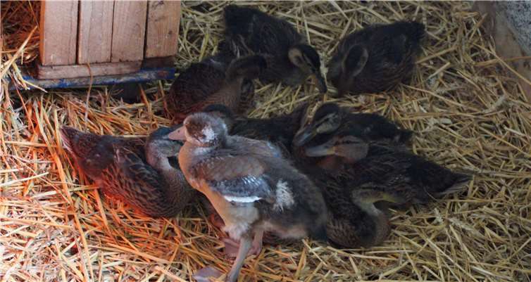 In diese Entenkinder verliebten sich unzählige Besucher.Bald werden sie in die Freiheit entlassen. Fotos: SOT