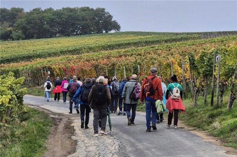 In diesem Jahr führte die Wanderroute von Walporzheim nach Dernau. Foto: Erika Wollenweber 