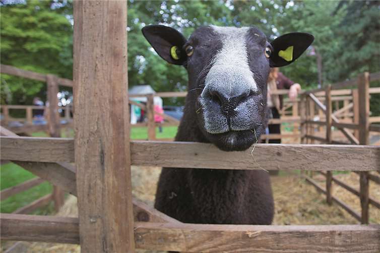 In diesem Jahr gab es endlich wieder eine große Tierschau.