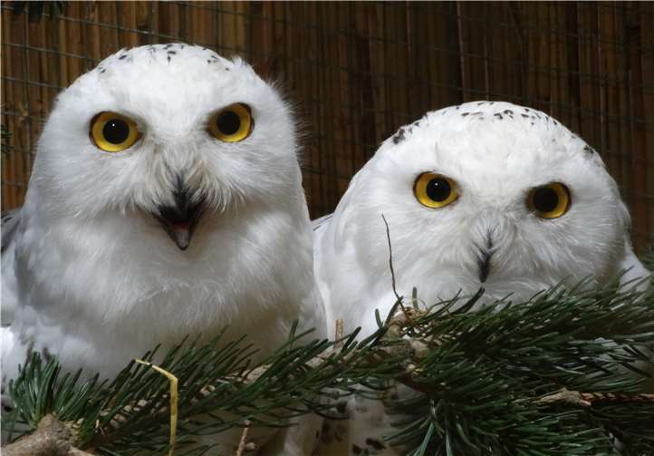 In diesem Jahr gibt es auch einen Eulenwald, in dem eine Großzahl verschiedener Eulenarten zu sehen sein werden. Fotos: privat