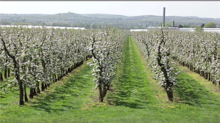 In diesem Jahr hatten die Obstbauern im Vergleich zum Vorjahr deutlich mehr Glück mit dem Wetter und der Apfelblüte.