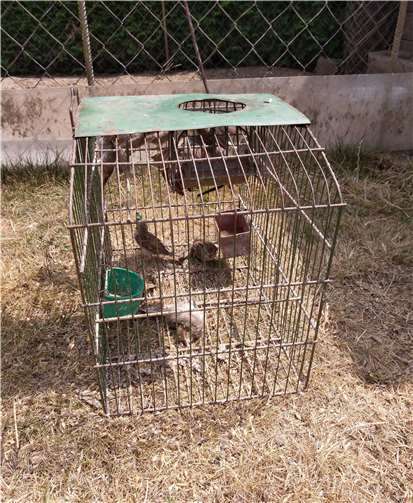 In diesem umfunktionierten Vogelkäfig hat ein Hühnerhalter Spatzen gefangen. Mitarbeiter der Kreisverwaltung befreiten die Vögel.Foto: Pressestelle der Kreisverwaltung des Westerwaldkreises