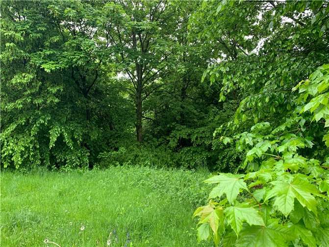 In diesen Büschen sollen die Kinder spielen, nur wenige Meter von Wohnhäusern entfernt. Foto: privat