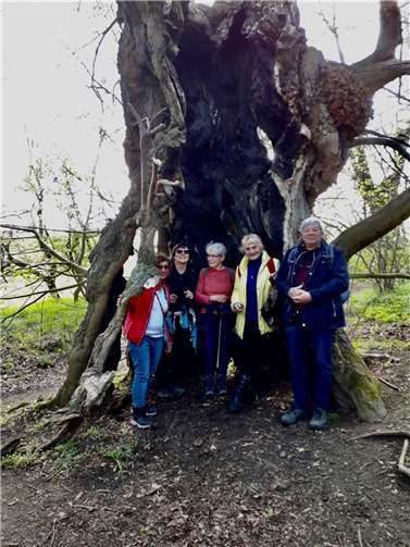 In einem Baum in der Baumallee fand eine ganze Gruppe Platz.  Foto: privat