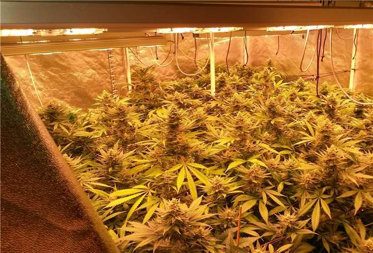 In einem Einfamilienhaus in Rheinbach wurde eine größere Marihuana-Indoorplantage mit ca. 500 Pflanzen gefunden. Foto: Polizei Bonn