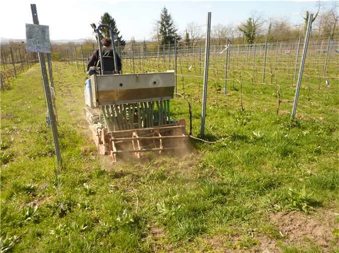 In einer konzertierten Aktion wurden am Karsamstag auf der Weinbergsfläche der drei Betriebe „Neuwieder Wahrheit“, „Deichstadtwinzer“ und der „Weinbau Neuwied“ Blühstreifen auf der Gesamtfläche von 7.000 m² in jeder zweiten Zeile angelegt.Foto: Privat
