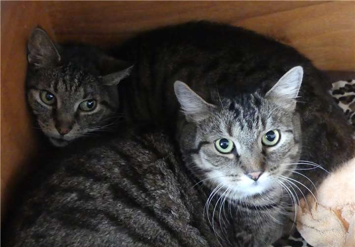 Vier Katzen suchen ein neues Zuhause In ihrem neuen Zuhause brauchen die Katzen einen Artgenossen.