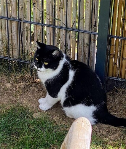 In ihrem neuen Zuhause kannte sich Elvie noch nicht sehr gut aus. Foto: privat