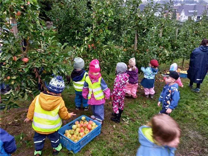 In kürzester Zeit waren drei große Kisten gefüllt und etliche Äpfel an Ort und Stelle gekostet.Foto: privat