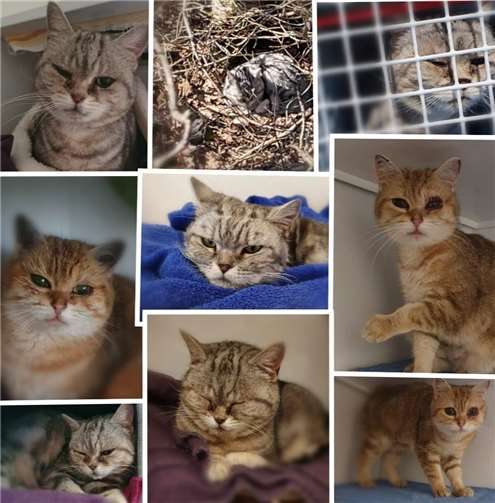 In letzter Zeit wurden vermehrt verwahrloste Rassekatzen aufgefunden. Foto: Tierschutz Siebengebirge, Jessica Stoll