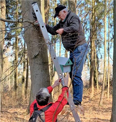 In mehreren Arbeitsschritten wurden die Nistkästen eingesammelt, gesäubert, instandgesetzt, angestrichen und neu im Wald platziert.