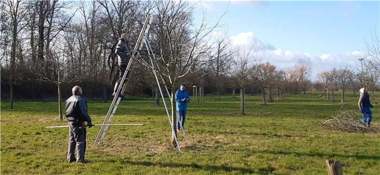 In mehreren Pflegeaktionen wurden bereits neue Bäume gepflanzt und nach fachkundiger Unterstützung und Anleitung eines Obstbaumwartes die ersten Baumschneidearbeiten begonnen. Foto: privat