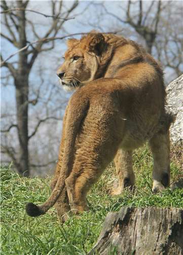 In seinem neuen Zuhause wird Thabodemnächst hoffentlich Nachwuchs bekommen.