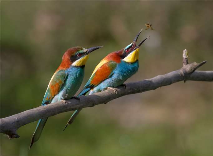 In unmittelbarer Nachbarschaft zum Michelberg, rund um die Zentraldeponie, hat sich auch der in Deutschland seltene Bienenfresser niedergelassen. Foto: Pierre Dalous/CC BY-SA