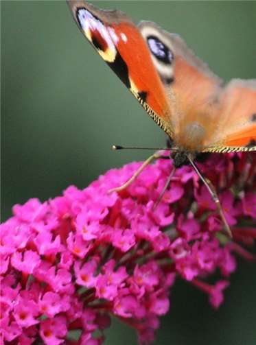 Ina Theisen präsentiert in einer Fotoausstellung vom 1. bis 9. Mai im Urlaubsweingut Zecherhof in Neef die Artenvielfalt in der Calmontregion. Foto: Ina Theisen