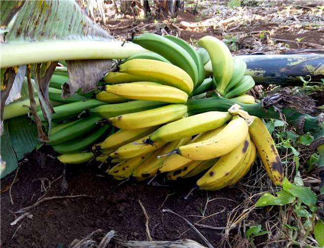 Infizierter Bananenfruchtstand: Die Kochbananen werden grün geerntet. Wenn einige Früchte gelb werden, sind sie schon faul und alle Früchte am Fruchtstand ungenießbar.Fotos: Dekanat Nassauer Land