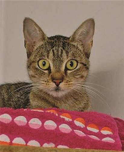 Inge ist im Tierheim Mayen zu besuchen. privat