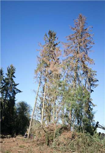 Innerhalb kurzer Zeit sterben die Bäume ab, werden braun und verlieren ihre Nadeln.
