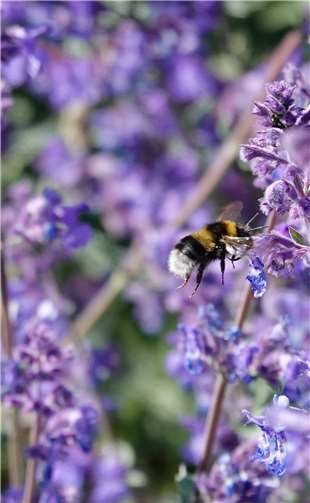 Insektenhotels bieten auch Unterschlupf für Erdhummeln, die derzeit bei den Blühpflanzen Nektar sammeln. Foto: Albert Dietz