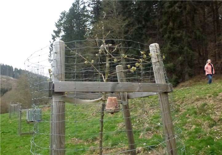 Insektenwohnung mit neuem Baumleben. Fotos: privat