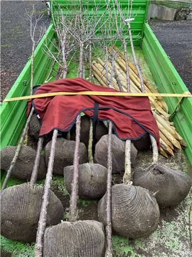 Insgesamt 15 Bäume wurden in Mendig gepflanzt.