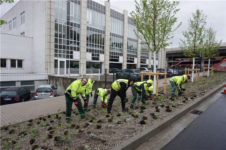 Insgesamt 181 neue Bäume hat der Eigenbetrieb Grünflächen- und Bestattungswesen in Koblenz seit Oktober gepflanzt. An der Beatusstraße wurden auf 420 Quadratmetern unter neuen Ulmen zudem eine Stauden-Mischung in eine Mulch-Abdeckung gepflanzt. Foto: Stadt Koblenz / Verena Groß
