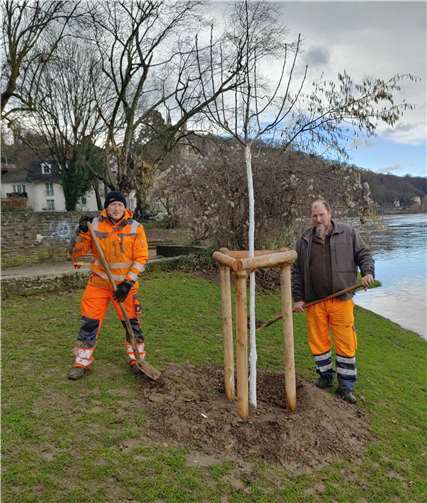 Insgesamt 61 Bäume wurden im Stadtgebiet von Remagen gepflanzt.Foto:Stadtverwaltung Remagen