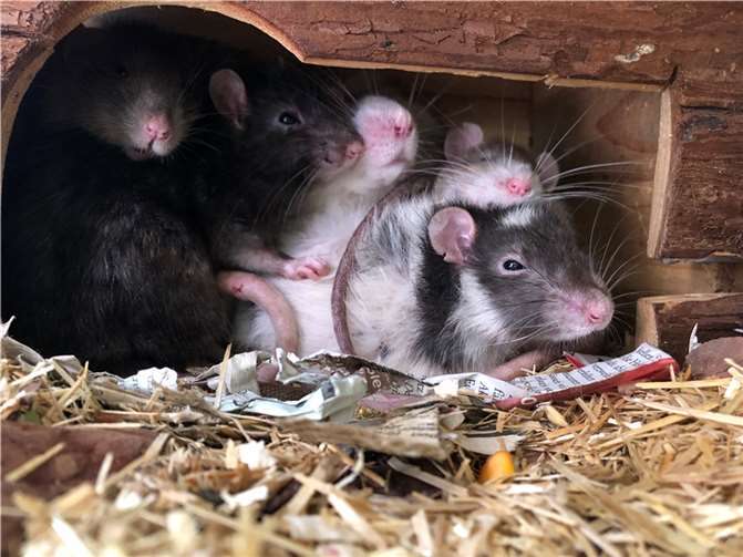 Insgesamt sechs Farbratten warten im Tierheim auf ein neues Zuhause.