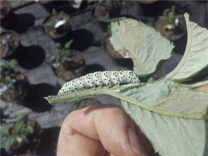 Interessierte Gartenbesitzer können sich vor Ort bezüglich Krankheiten, Schädlingen oder Schädigungen an Freilandpflanzen beraten lassen. Foto: privat