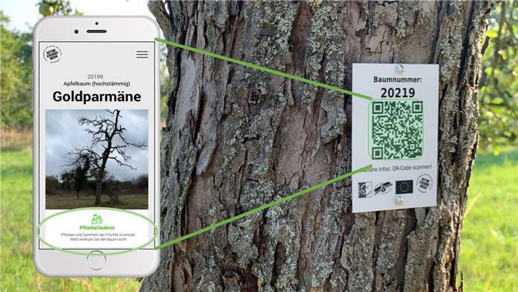 Interessierte Passanten können durch Nutzung des QR-Codes auf den angebrachten Plaketten erkennen, um welche Sorte es sich handelt.Quellen: Natur- und Kulturinitiative STREUOBSTWIESEN Kottenheim