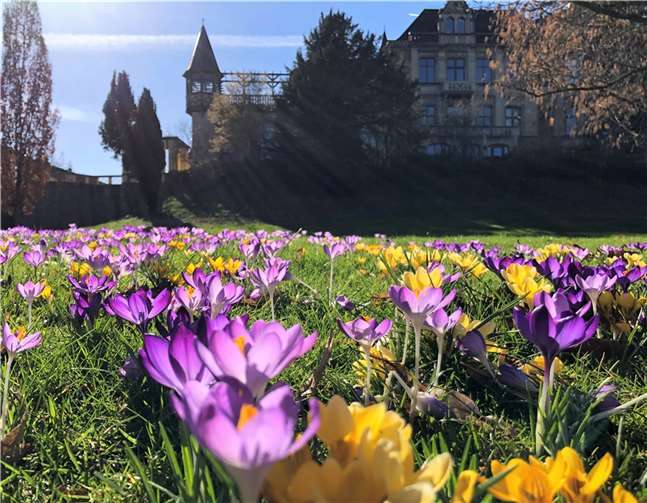 Inzwischen laden rund 300.000 Krokusse zu einem Besuch der Barbarossastadt ein. Foto: Stadtverwaltung Sinzig