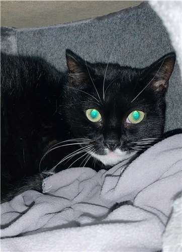 Irena.Quelle: Tierheim u. Tierschutzverein Kreis Ahrweiler e.V.