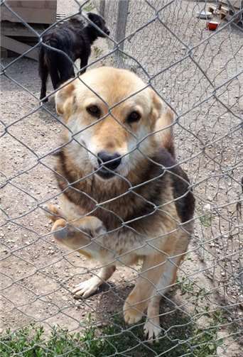 Irina Pohlmann hat Hündin Dana aus einem rumänischen Tierheim geholt. Tiere wie sie haben dort keine Chance mehr auf ein Zuhause.