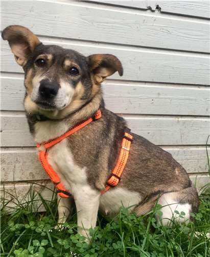 Ist das Eis erst gebrochen, genießt Filly ausgiebige Streicheleinheiten. Foto: Tierheim u. Tierschutzverein Kreis Ahrweiler e.V.