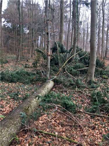 Ist ein Sturmschaden entstanden, rät die SGD Nord dazu, nur Fachbetriebe zu beauftragen.privat
