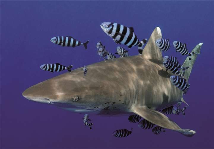Ivo Vaeßen gelang das Foto eines Weißspitzenhochseehais, das bei der Landesfotomeisterschaft mit einer Medaille bedacht wurde.privat