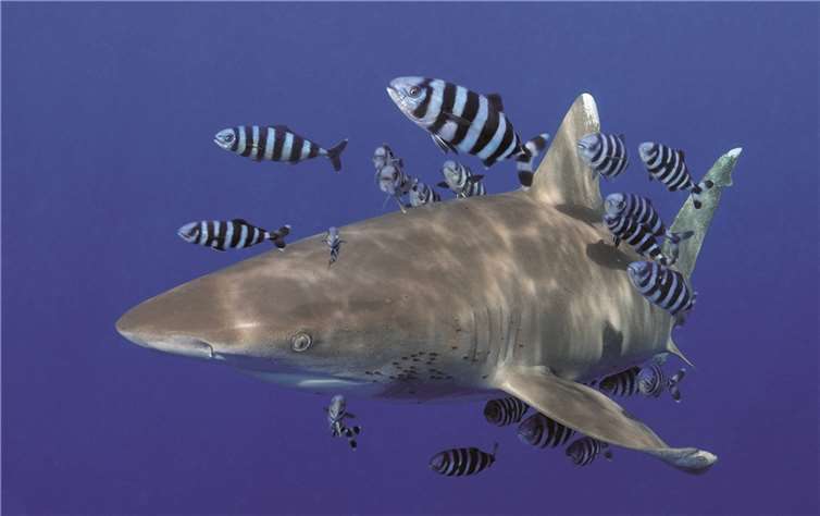 Ivo Vaeßen verbindet zwei Hobbys miteinander: das Tauchen und die Fotografie. Bei einem Tauchgang im Roten Meer gelang ihm dieses Fotos eines Weißspitzenhochseehais, das bei der Landesfotomeisterschaft mit einer Medaille ausgezeichnet wurde.privat
